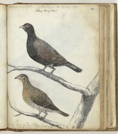 スウェーデンの鳥 作： Jan Brandes