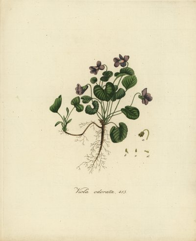 スイートバイオレット（イングリッシュバイオレット）、Viola odorata 作： Jan Christiaen Sepp