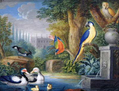 観賞用庭園の異国の鳥たち 1650年頃 （紙にガッシュ） 作： Jan Gerritsz. van Bronckhorst
