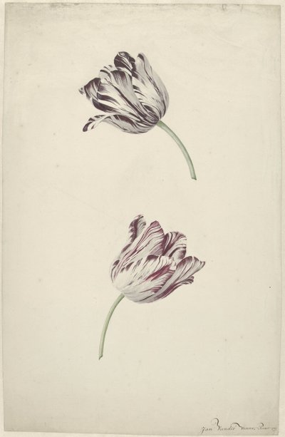 2 つの赤と白のチューリップ 作： Jan Jansz. van der Vinne