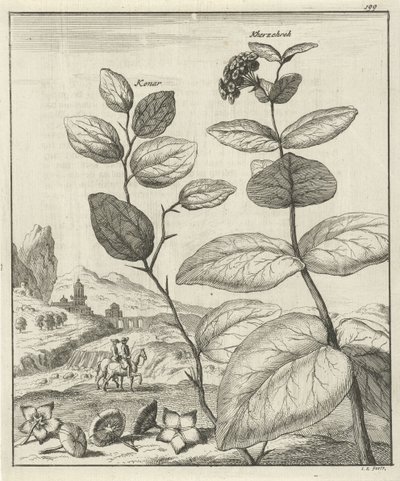 2 つのペルシャ植物の画像 作： Jan Luyken