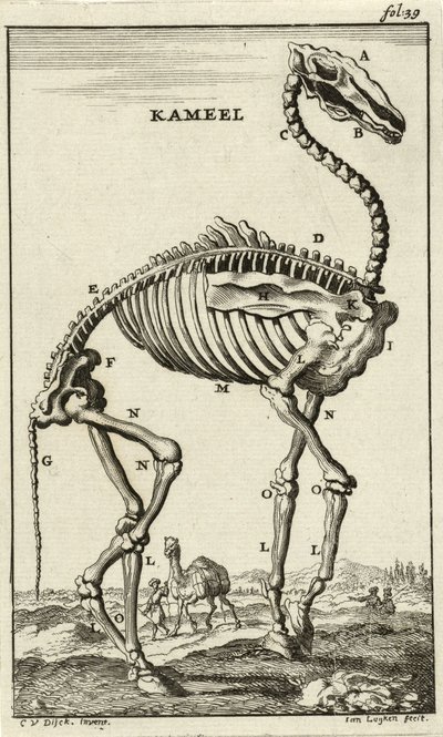 ラクダの骨格c。 1680年代 作： Jan Luyken