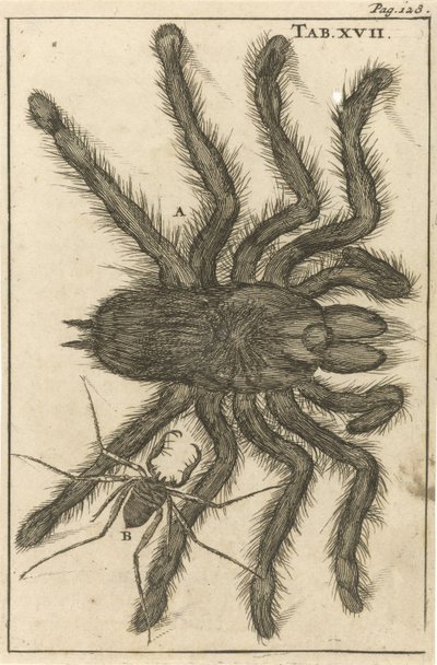 スパイダー XVIII 作： Jan Luyken