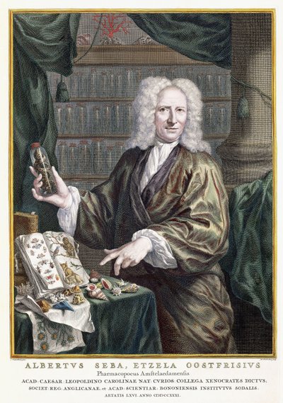 「物事の最も豊かな自然の宝物ノヴァの説明」、1734-1765からのアルベルタスセバの肖像 作： Jan Maurits Quinckhardt