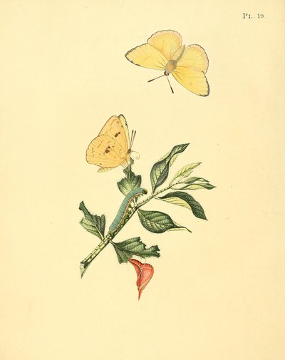 Phoebis Senna（syn。ButterflyHypericum） 作： Jan Sepp