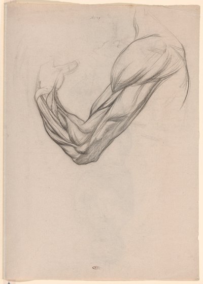 右腕の筋肉の解剖学的研究 作： Jan Veth