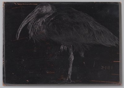 Ibis (オブジェクトの元のタイトル) 作： Jan Veth