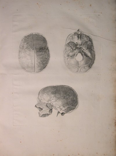 アルバム2 Pl。 3、頭蓋骨、J.undHから出版された「Bernhard Siegfried Albinus（1697-1770）による「人間の骨のテーブル」から。 Verbeek、bibliop。 1753年、ライデン、1753年 作： Jan Wandelaar