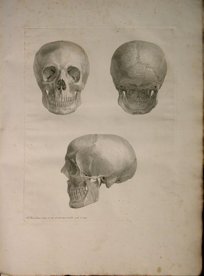 アルバム2 Pl。 1、J.undHによって発行された「人間の骨のテーブル、Bernhard Siegfried Albinus（1697-1770）、1729年作。 Verbeek、bibliop。 1753年、ライデン 作： Jan Wandelaar