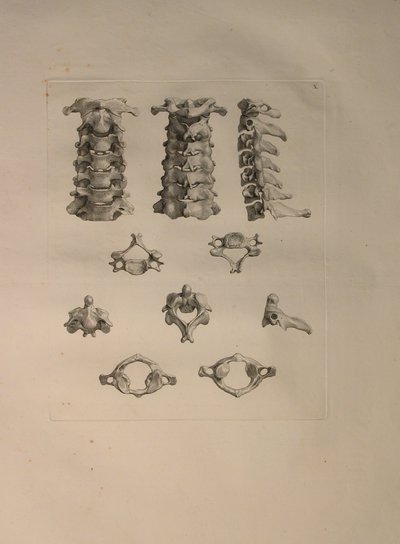 アルバム2 Pl。 10：「人間の骨のテーブル」からの頸椎、ベルンハルト・ジークフリート・アルビナス（1697-1770）、J.undH発行。 Verbeek、bibliop。 1753、ライデン、1729-1753 作： Jan Wandelaar