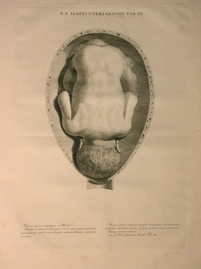 アルビナス、PI。 3、J.undHによって発行された「Bernhard Siegfried Albinus（1697-1770）による「人間の骨の表」から。 Verbeek、bibliop。、ライデン、1748 作： Jan Wandelaar