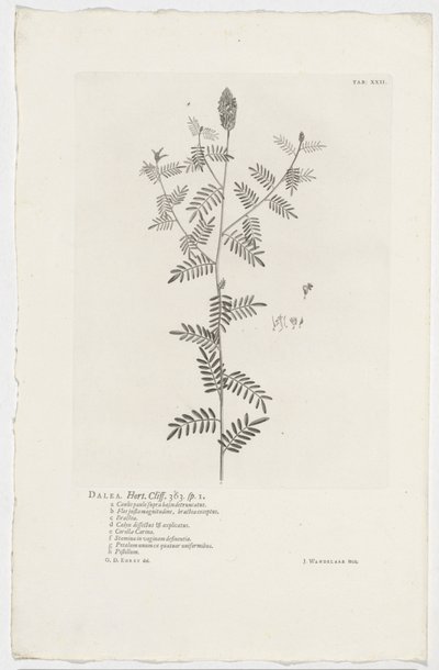 Dalea alopecuroides ダレア。 ホート。 崖。 363.sp。 1 (オブジェクトのタイトル) 作： Jan Wandelaar