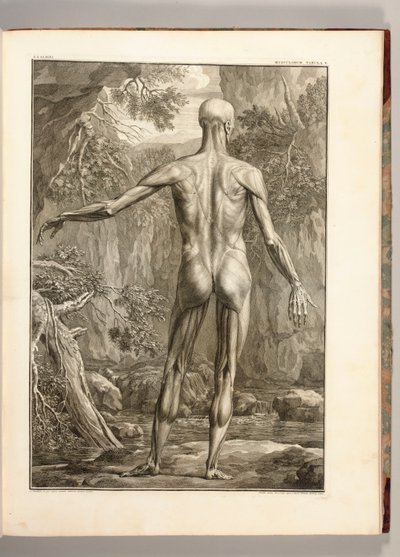 背中の筋肉群を描いた彫刻、1747 作： Jan Wandelaar