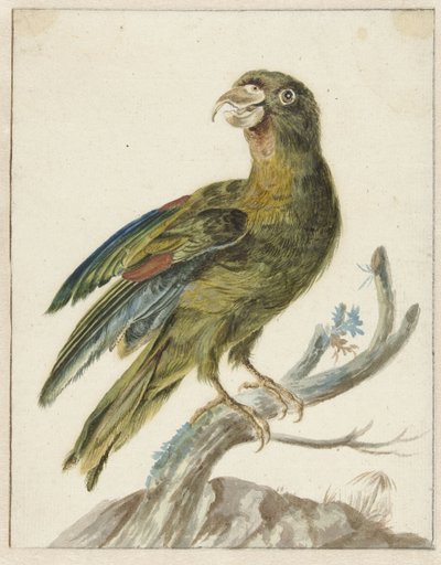 インコ 作： Jan Baptist Weenix