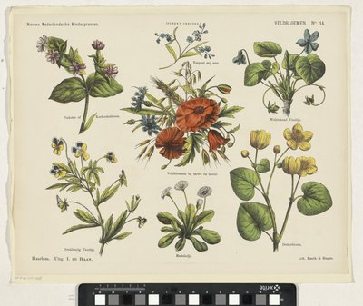 野の花（オブジェのタイトル） 新しいオランダの子供の版画 (オブジェクトのシリーズ タイトル) ファンケの版画（オブジェクトのシリーズタイトル） 作： Jan de Haan