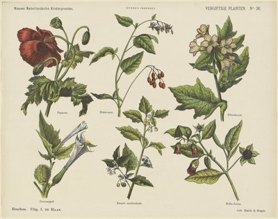 有毒植物 (オブジェクトのタイトル) 新しいオランダの子供の版画 (オブジェクトのシリーズ タイトル) ファンケの版画（オブジェクトのシリーズタイトル） 作： Jan de Haan