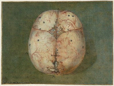 脳と心のプリント 未熟児の頭蓋骨の解剖学的研究 作： Jan l