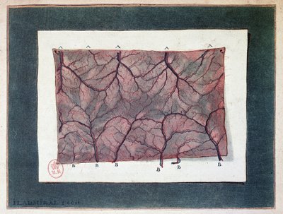 腸管膜の神経、Ladmiral 作： Jan or Joannes Ladmiral