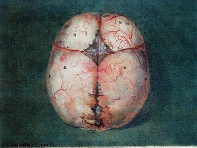 フェリックス・ヴィック・ダジール（1748-94）の「脳の解剖学的考察」より。 作： Jan or Joannes Ladmiral