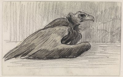 ハゲワシ、右 作： Jan van Essen