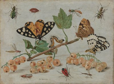 昆虫と果物 昆虫と白スグリの小枝 作： Jan van Kessel (I)