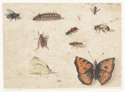 9つの昆虫の研究シート 作： Jan van Kessel (I)