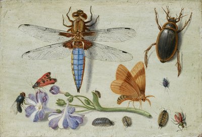 コックチャファー、カブトムシ、ウッドリスなどの昆虫とオーリキュラの小枝 1650年代前半 作： Jan van Kessel