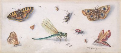 昆虫・蝶・トンボ 17世紀 作： Jan van Kessel