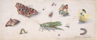 昆虫、蝶、バッタ、17 世紀。 作： Jan van Kessel