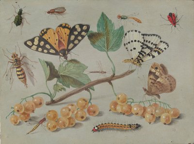 蝶と昆虫の研究、1655年頃 作： Jan van Kessel