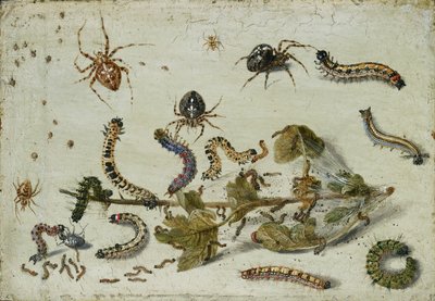 様々なクモとアオムシ、グーズベリーの小枝付き 1650年代前半 作： Jan van Kessel