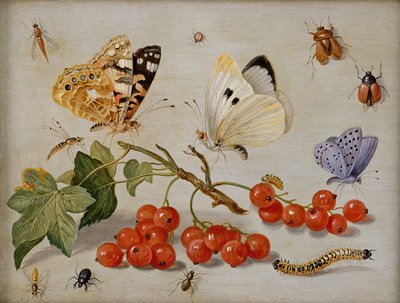 レッドカラント、蝶、カブトムシ、キャタピラー、昆虫（銅の油）の小枝のある静物 作： Jan van Kessel the Elder