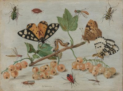 昆虫と果物。 1660-65年頃 作： Jan van Kessel the Elder