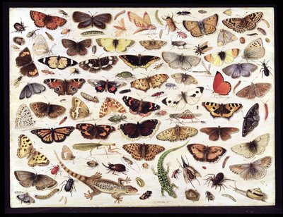 蝶や他の昆虫の研究 作： Jan van Kessel the Elder