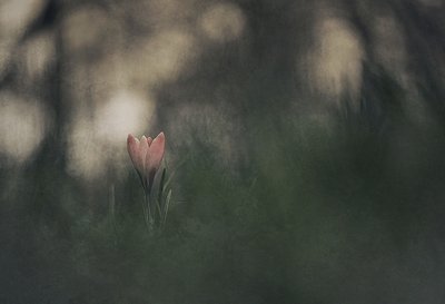  作： 