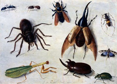 昆虫 作： Jan van the Elder Kessel
