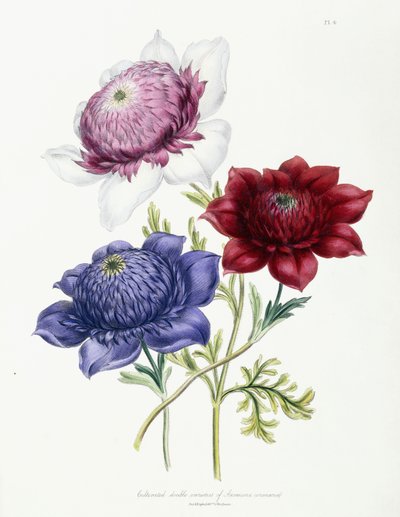 1843-49年のアネモネコロナリアルの栽培された二重品種 作： Jane Loudon
