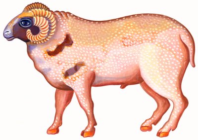 Aries the Ram、1996、（インクとガッシュ） 作： Jane Tattersfield