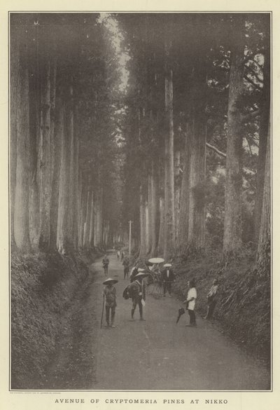 日光のスギの松の通り 作： Japanese Photographer