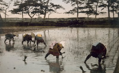 水田に田植えをする 5 人の農民、1890 年代。 作： Japanese Photographer