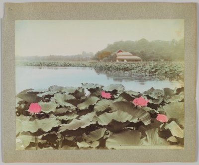 上野公園・不忍池の蓮（手彩色のモノクロ写真 作： Japanese Photographer