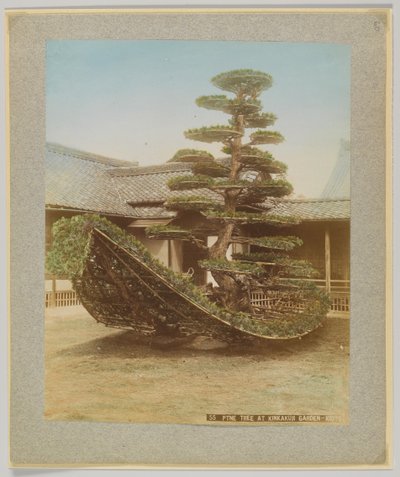 京都・金閣寺庭園の松（手彩色のモノクロ写真 作： Japanese Photographer