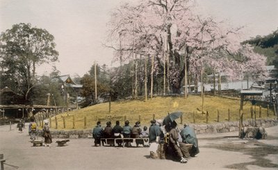 1890年代の京都・円山の名桜。 作： Japanese Photographer