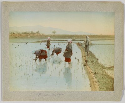 稲の移植（日本）（手彩色のモノクロ写真 作： Japanese Photographer