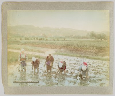 稲の芽の移植（日本）（手彩色のモノクロ写真 作： Japanese Photographer