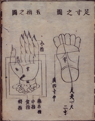 16029.b.5 fol.15v 手と足のツボを示す図、中国の鍼治療書の日本語解説、Hua Shou による 1341 年の Shisijing fahui、京都 作： Japanese School