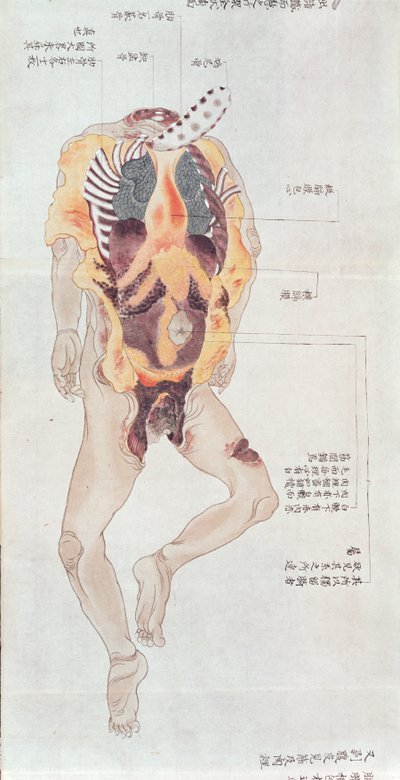みどり博士の巻物、1842年の拷問の犠牲者の解剖からの骨抜きの体、1842年（紙にペンとインクとトイレ） 作： Japanese School