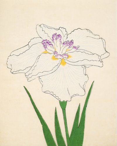 長飛燕91号、1890年（色木版） 作： Japanese School