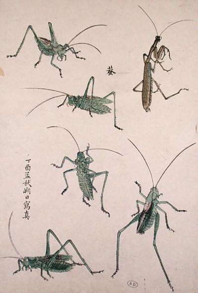バッタ（カラー木版画） 作： Japanese School