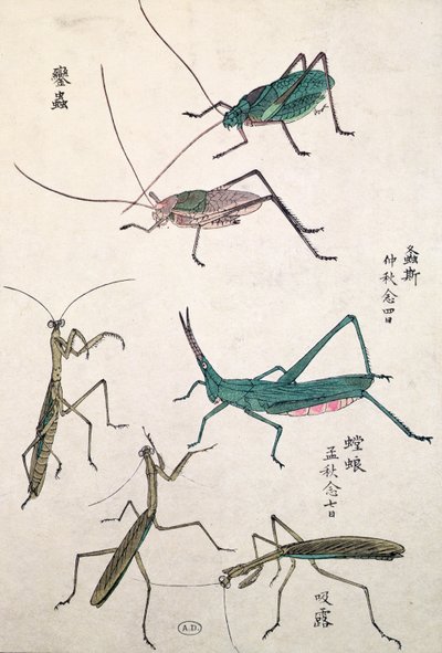 バッタとカマキリ（色木版画） 作： Japanese School